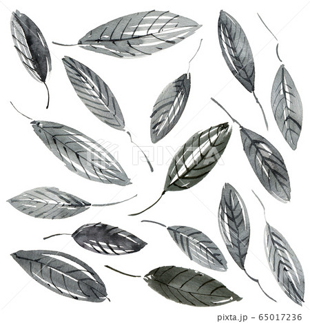 Watercolor leaves illustration Watercolor leaves illustration 65017236