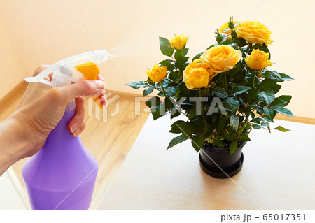 Homemade yellow rose and sprayer for flowers. Domestic perennial plant. Spraying water. Plant care. 65017351