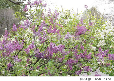 ライラック 65017378