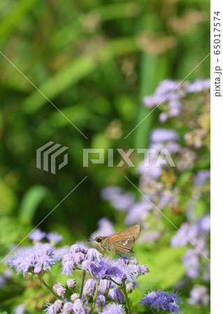 セセリチョウとアゲラタムの花 65017574