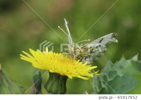 ツマキチョウ 65017652