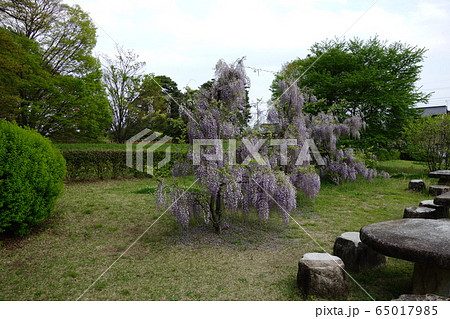 大室公園 65017985