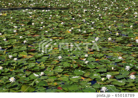 妙高高原　いもり池のスイレン 65018789