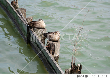 水辺の野鳥 羽を休めるカルガモ c-1 水辺の野鳥 羽を休めるカルガモ c-1 65019321