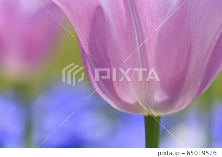 チューリップのアップ 65019526