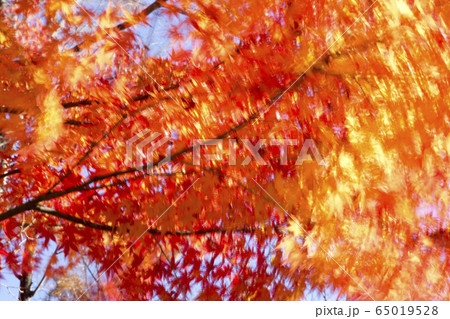 燃える秋 燃える秋 65019528