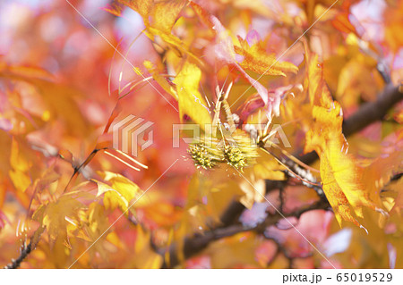 燃える秋 燃える秋 65019529