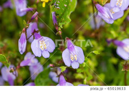 ムラサキサギゴケ　春の野原に咲く草花 65019633