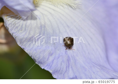 マルカメムシ 65019775