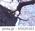 桜 65020163
