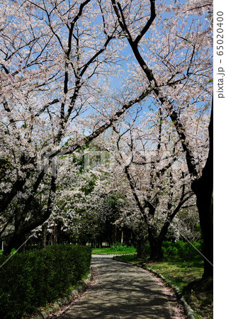 庄内緑地公園の桜 65020400