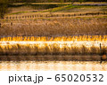 金色に浮かぶ水辺 65020532
