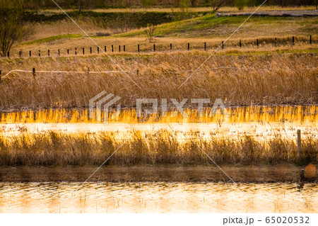 金色に浮かぶ水辺 金色に浮かぶ水辺 65020532