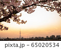 夕日と桜とスカイツリー 65020534