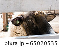 羊と目があった 65020535
