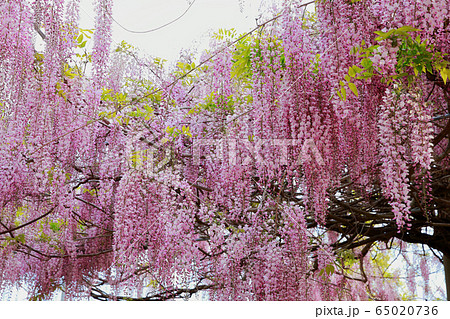 藤の花 65020736