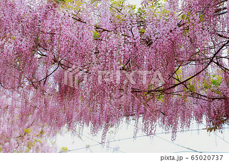 藤の花 藤の花 65020737