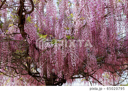 藤の花 65020795