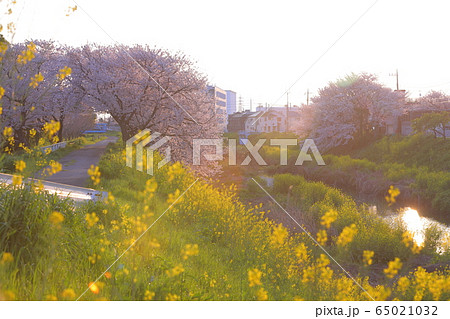 菜の花と桜 菜の花と桜 65021032