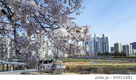 桜 春 空 65021881