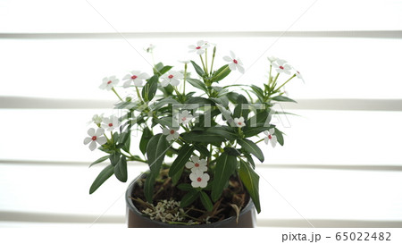 植木鉢 鉢 ベランダ 65022482