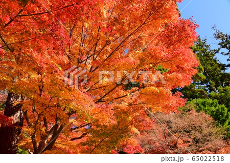 日本の秋 紅葉 日本の秋 紅葉 65022518