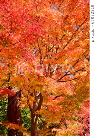 日本の秋 紅葉 日本の秋 紅葉 65022519