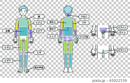 男性 脱毛箇所 体（文字あり） 65022539