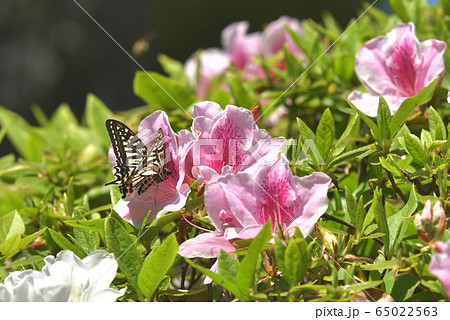 アゲハチョウの吸蜜 65022563
