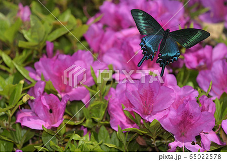 ミヤマカラスアゲハ雄　吸蜜からの飛び出し 65022578