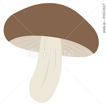 しいたけ シイタケ 椎茸 きのこ キノコ ベクターのイラスト素材