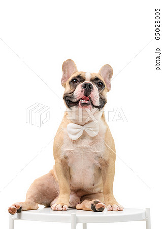 French Bulldog is sitting on the table waiting to 65023005
