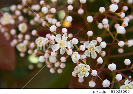 アカメの花 アカメの花 65023009