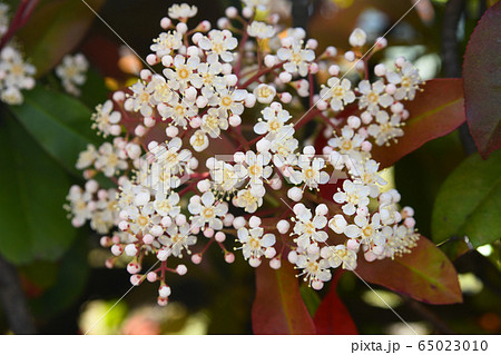 アカメの花 アカメの花 65023010
