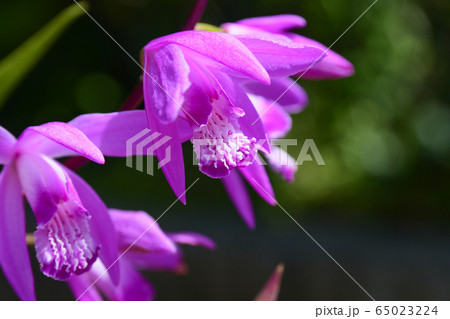 シランの花 シランの花 65023224