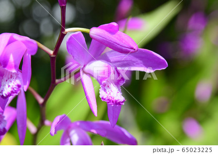 シランの花 65023225