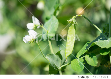 エンドウ豆と花の写真素材