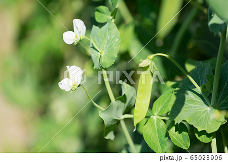 エンドウ豆と花 エンドウ豆と花 65023906