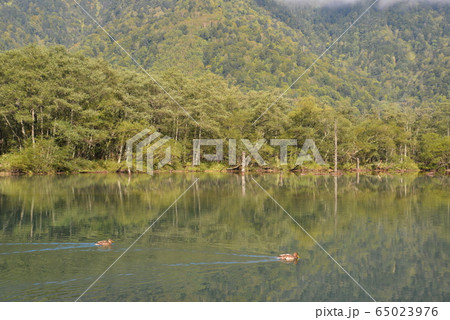 上高地の大正池(長野県松本市) 65023976