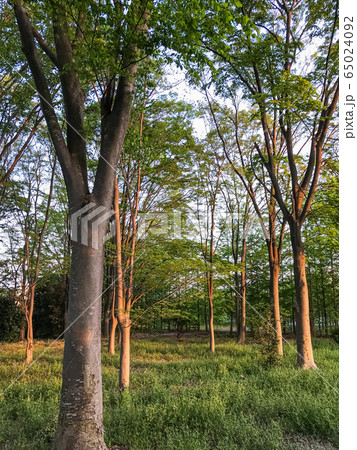 夕方の樹林 春景 夕方の樹林 春景 65024092