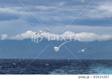 ウミネコ 65024267