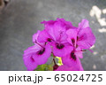 マゼンダ色の花 65024725