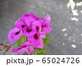 マゼンダ色の花 65024726