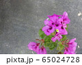 マゼンダ色の花 65024728