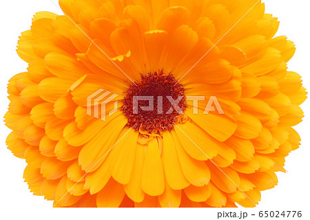 キンセンカ キンセンカ 65024776