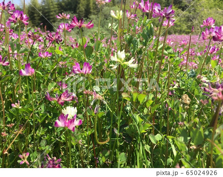 幸せを呼ぶ白レンゲ 65024926