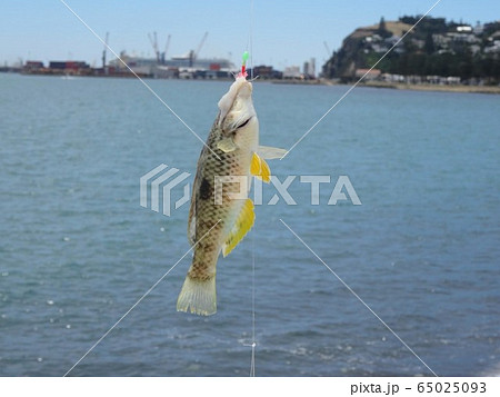 魚釣り 65025093