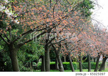 庄内緑地公園の桜 65025097