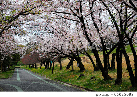庄内緑地公園の桜 65025098