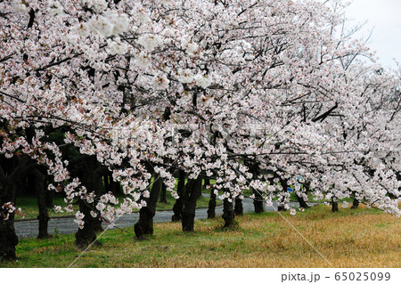 庄内緑地公園の桜 庄内緑地公園の桜 65025099
